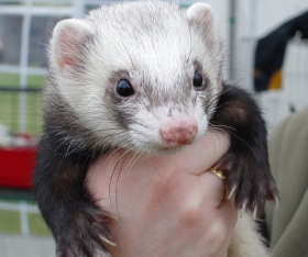 ferret ferrets became pets
